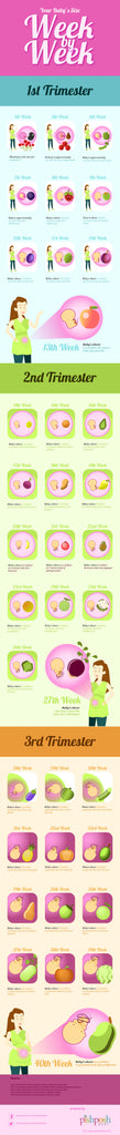 Baby's Size Week by Week infographic